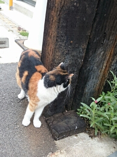 ̂炿