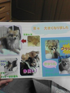 デザインアルバム