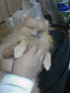 愛犬データー