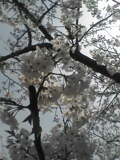 桜ぁ〜